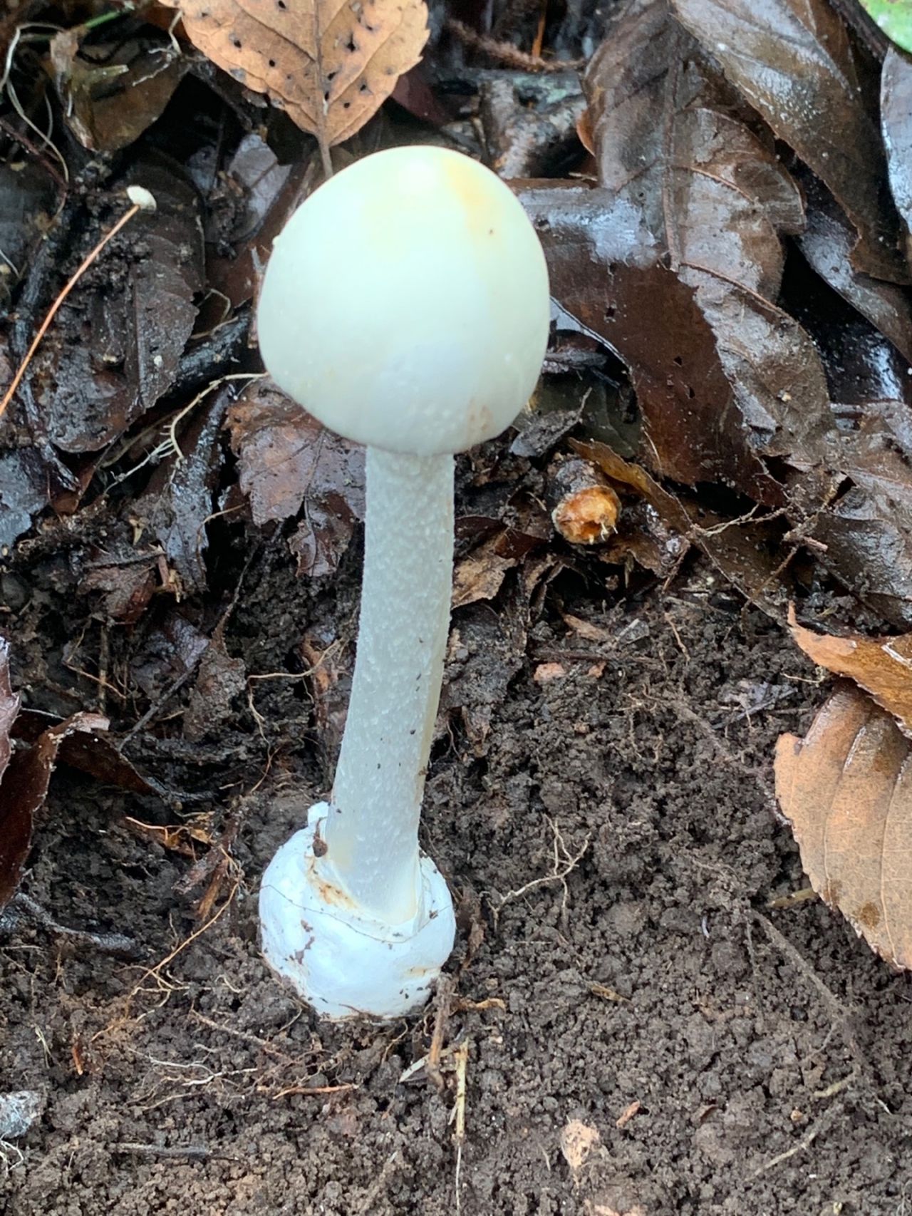 เห็ดระโงกหิน เป็นเห็ดที่มีพิษถึงตาย 