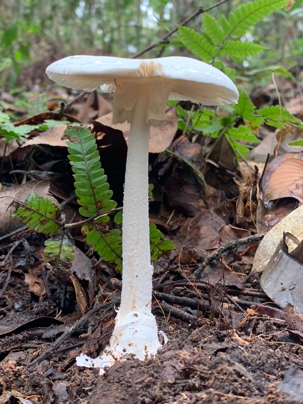 เห็ดระโงกหินที่บานและมีรอยสัตว์แทะกิน มีพิษถึงตาย 