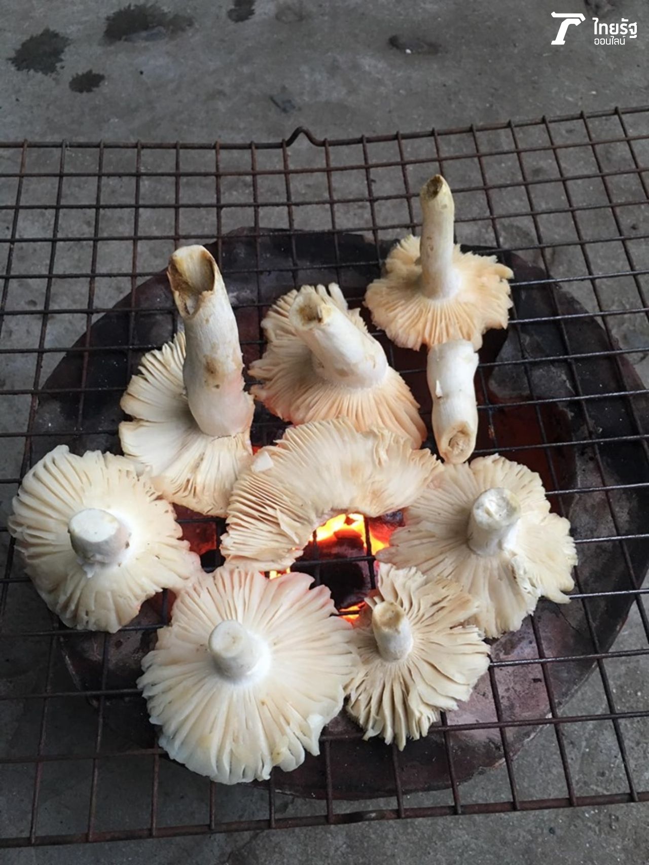 การกินเห็ดที่ปลอดภัยต้องกินเห็ดที่สุกเท่านั้น