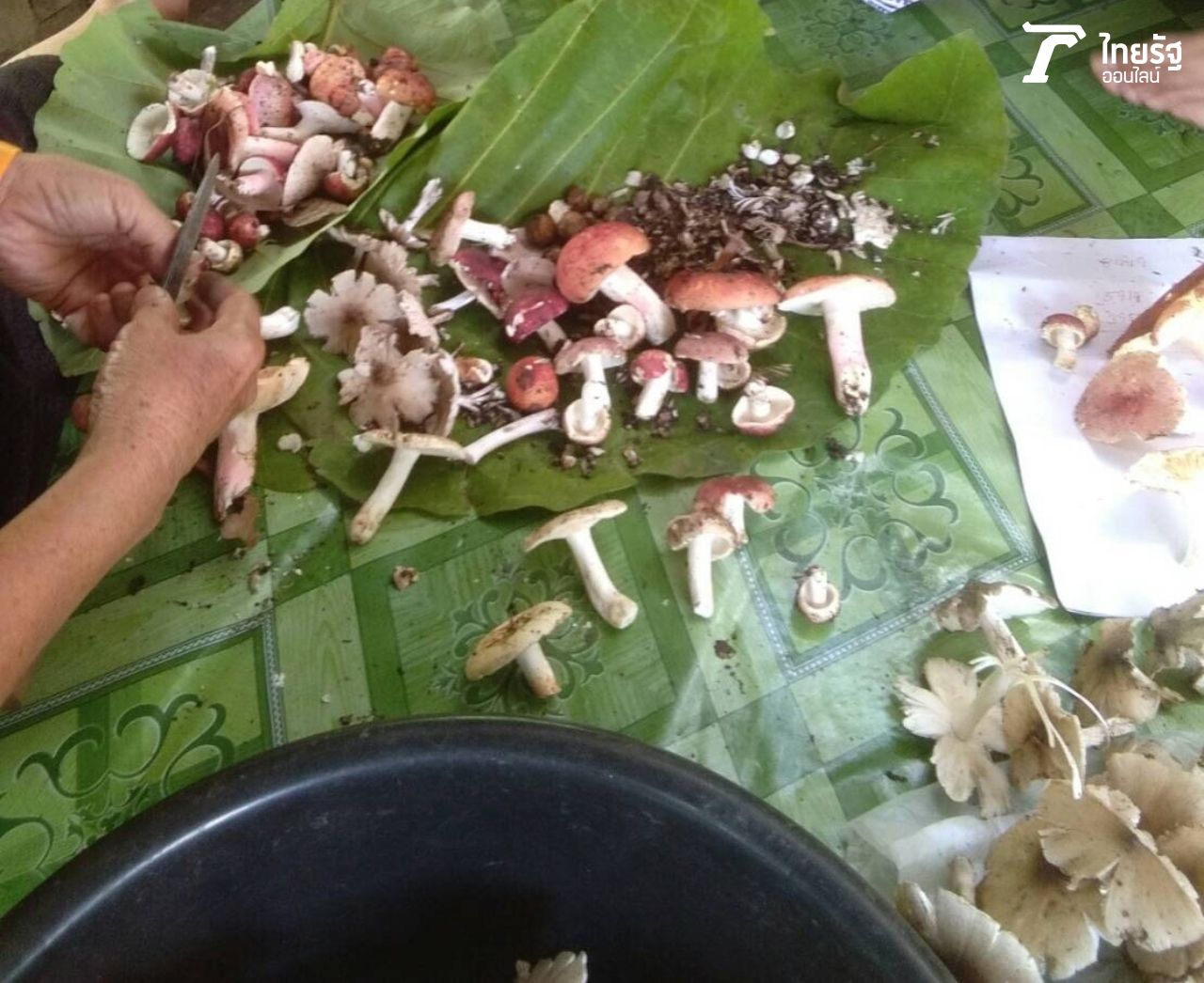 หากนำเห็ดมาประกอบอาหาร ควรกินเห็ดที่มีสภาพดีและล้างให้สะอาด