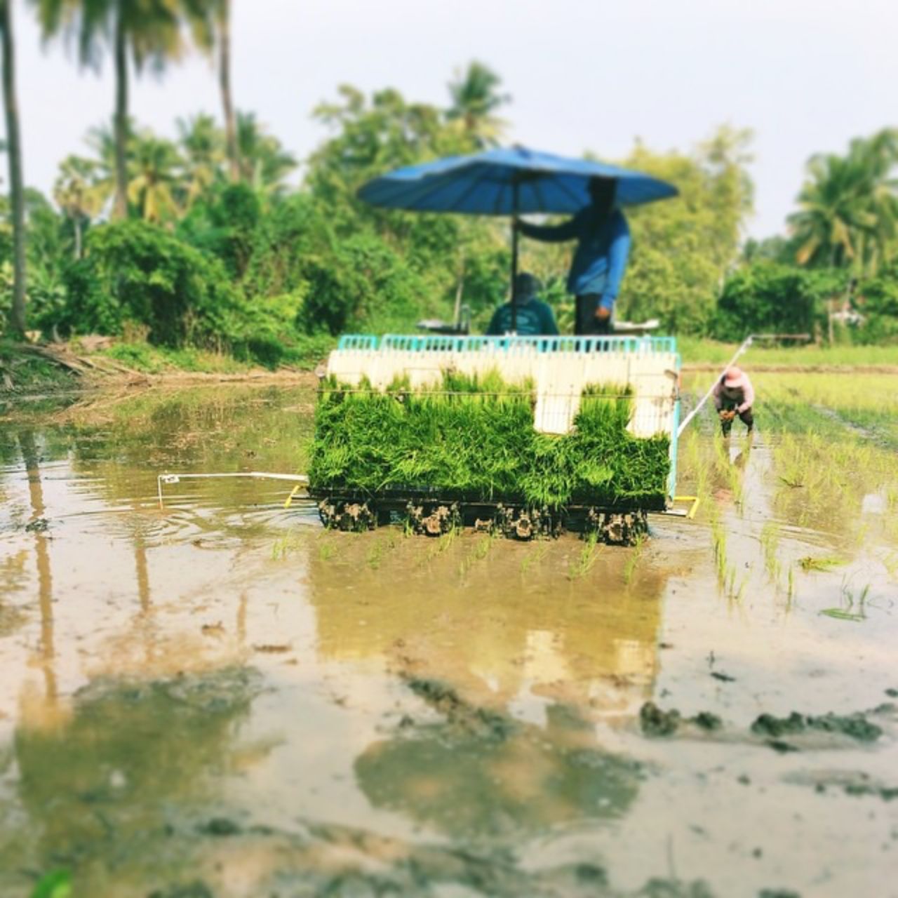 ดำนาด้วยรถดำนาอัตโนมัติ