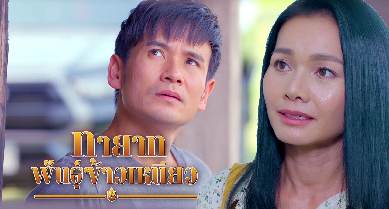 ทายาทพันธุ์ข้าวเหนียว