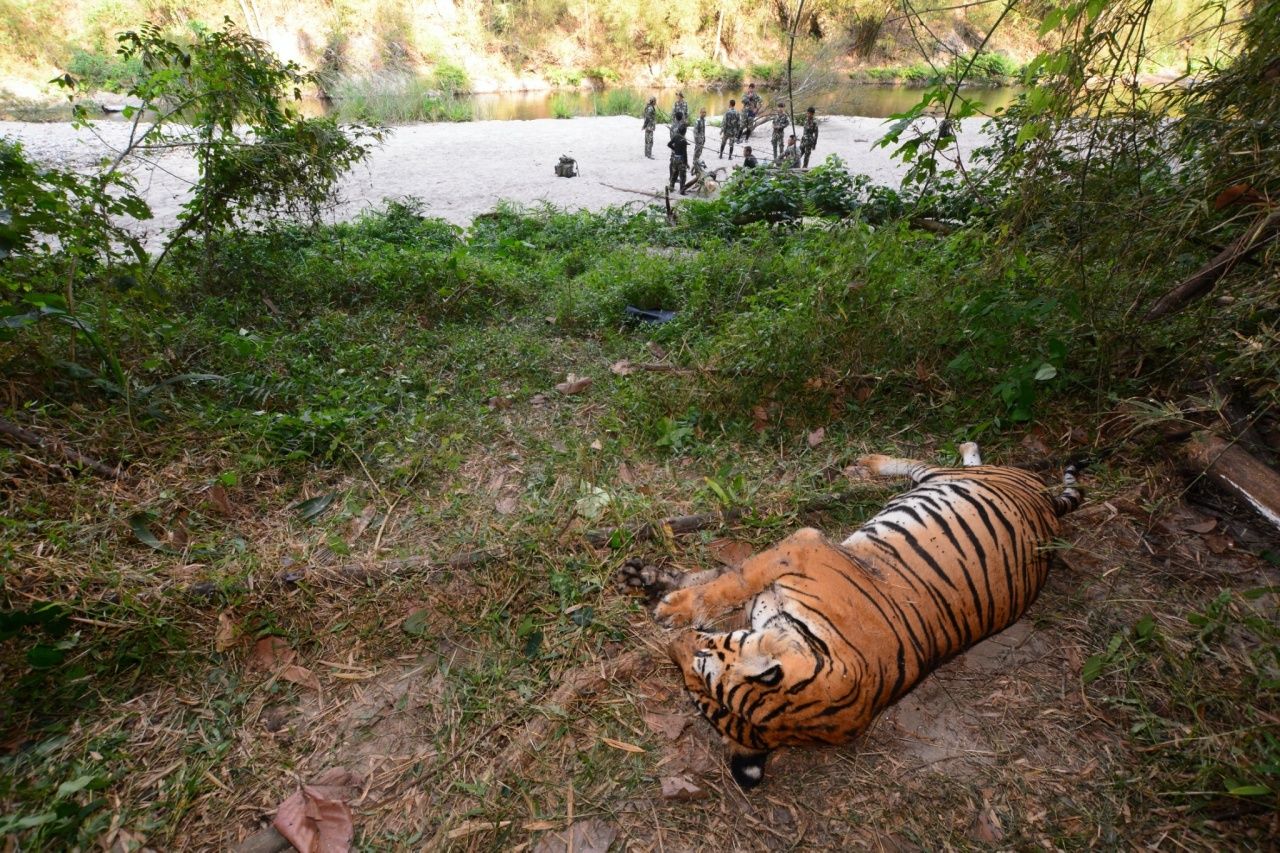 เมื่อพ่ายแพ้ก็ต้องจากไป หลีกทางให้ผู้แข็งแรงกว่าได้สืบสายพันธุ์ตามกฎธรรมชาติ