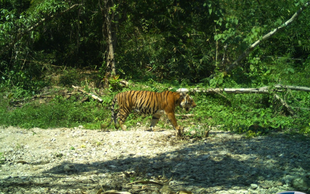 วิจิตร  เมื่อครั้งยังหนุ่มแน่นกำยำ ออกเดินตรวจอาณาเขต