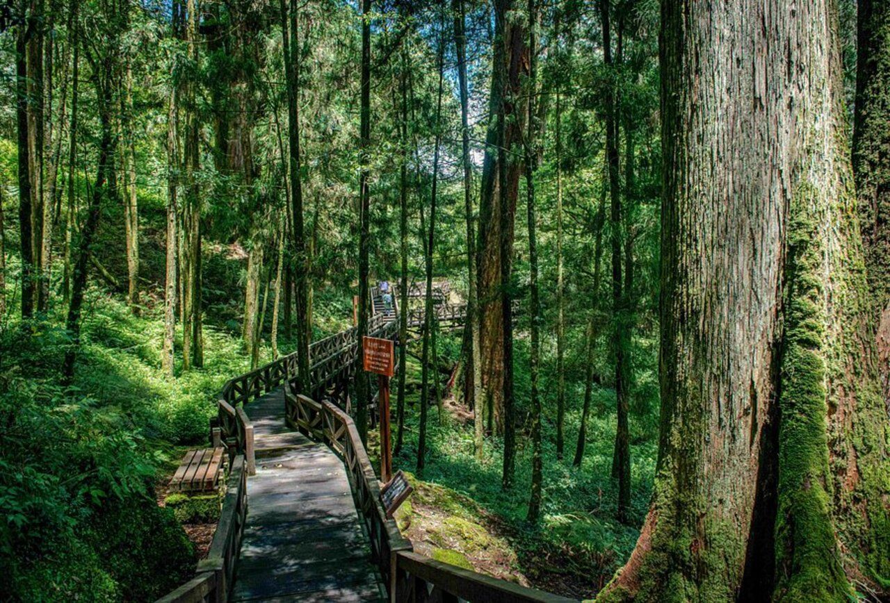 Alishan National Forest Recreation Area