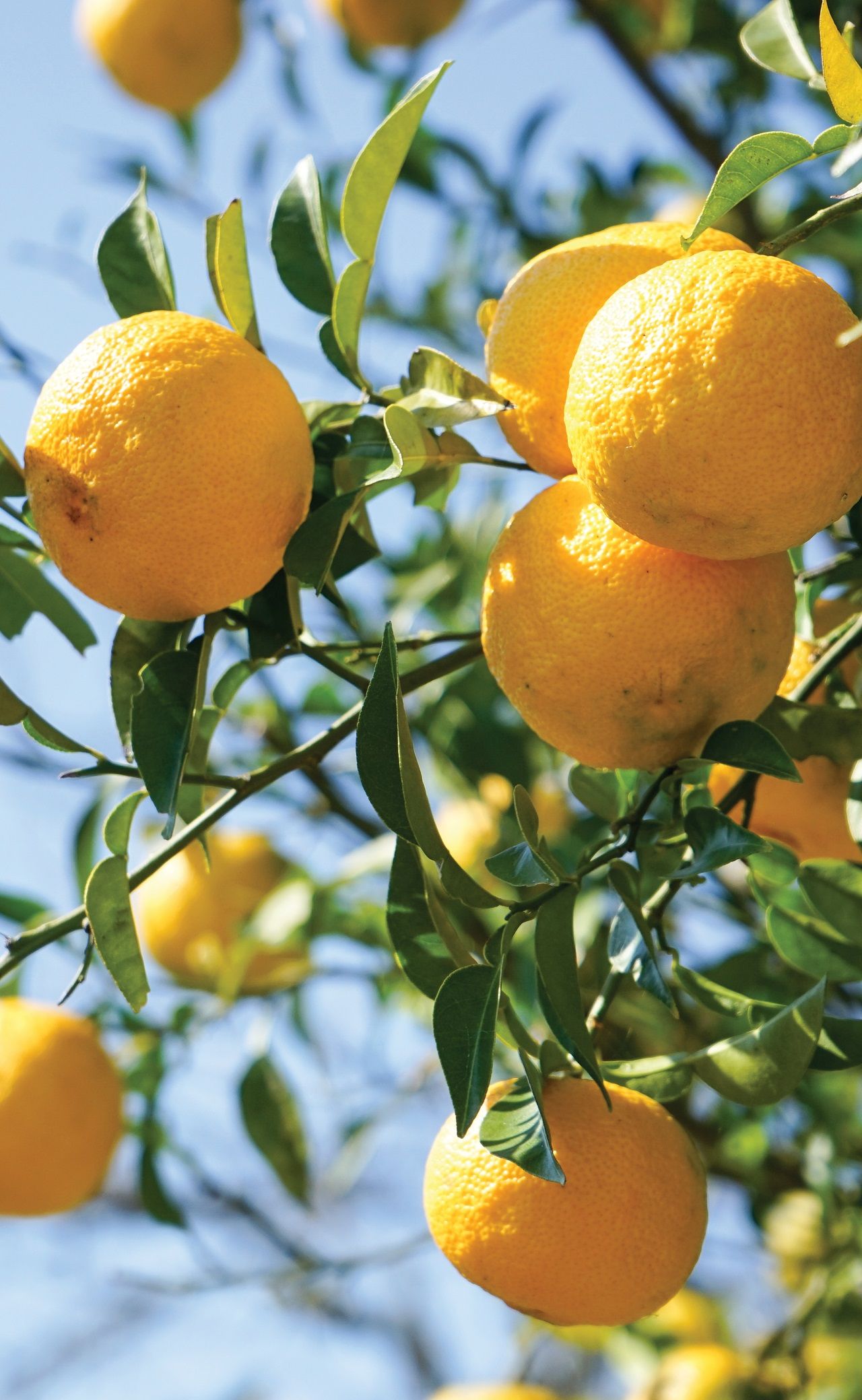 ส้มยูซุ เป็นผลไม้ที่มีรสชาติเปรี้ยว และมีกลิ่นหอมที่เป็นเอกลักษณ์ ซึ่งใช้เวลาปลูกถึง 20 ปี ถึงจะสามารถเก็บเกี่ยวได้เพียงปีละ 1 ครั้งเท่านั้น (ภาพ Cheers Selection)