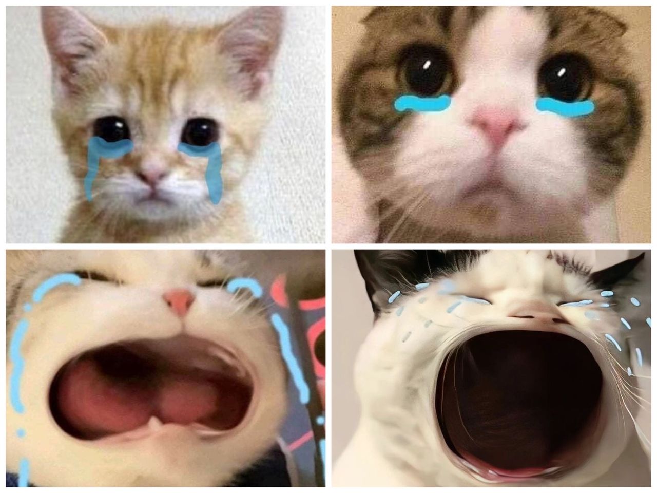 มีมเศร้า แมวร้องไห้น่ารักๆ