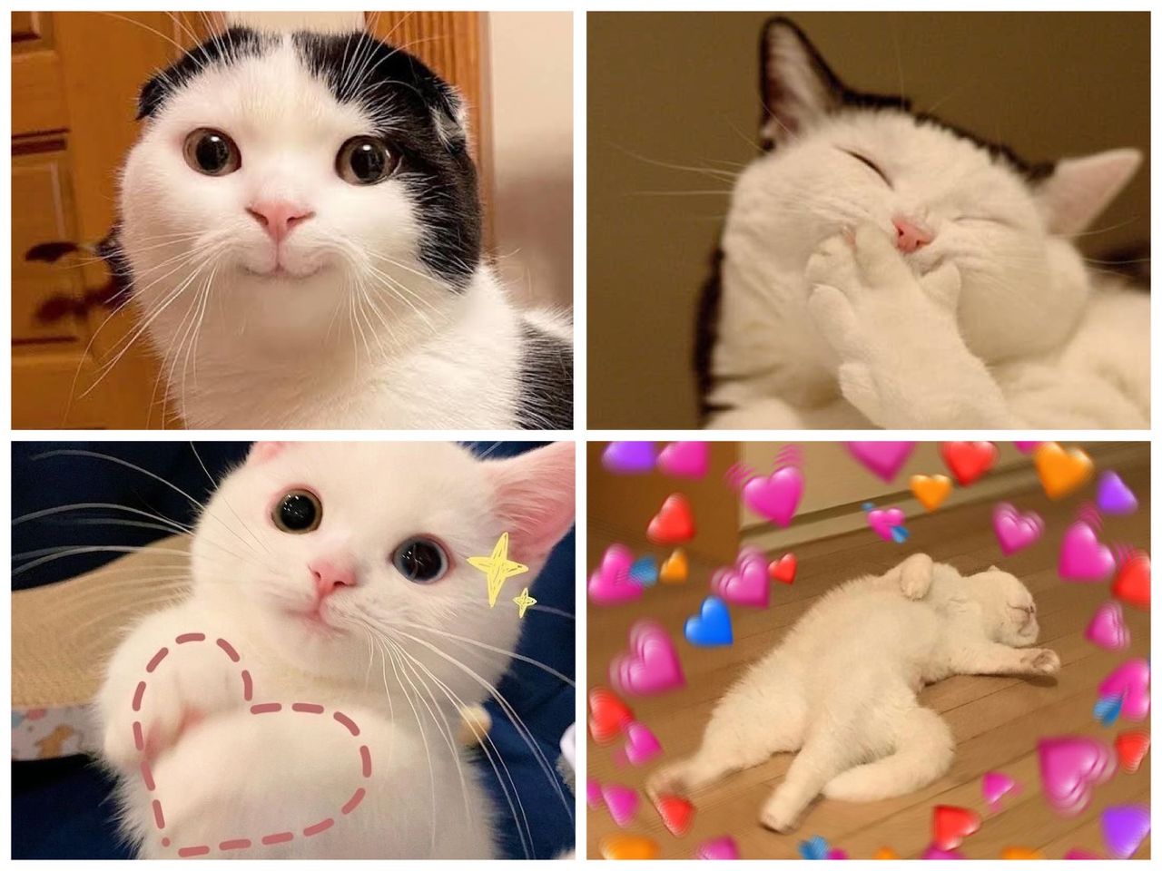 มีมเขินแมวหน้าตาน่าเอ็นดู พร้อมหัวใจ