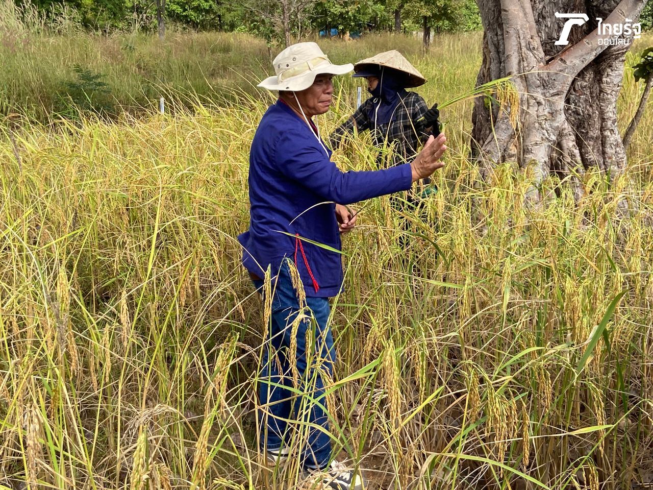 นฤทธิ์ ไชยรักษ์ ประธานวิสาหกิจชุมชนกลุ่มอนุรักษ์ และฟื้นฟูข้าวพันธุ์พื้นเมืองหอมดอกฮัง จ.สกลนคร