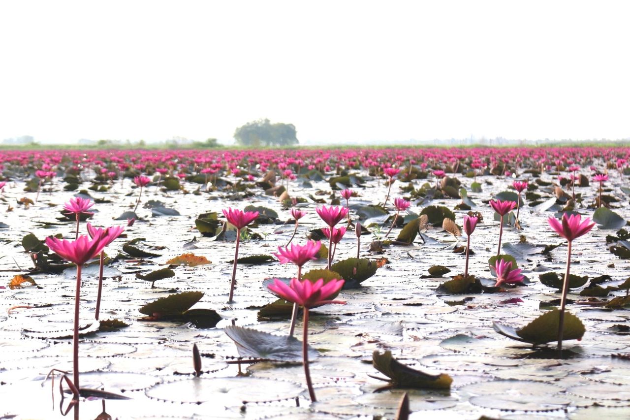 ที่มาของภาพ : เฟซบุ๊กเพจ ทุ่งบัวแดง นวัตวิถีบ้านคลองทราย