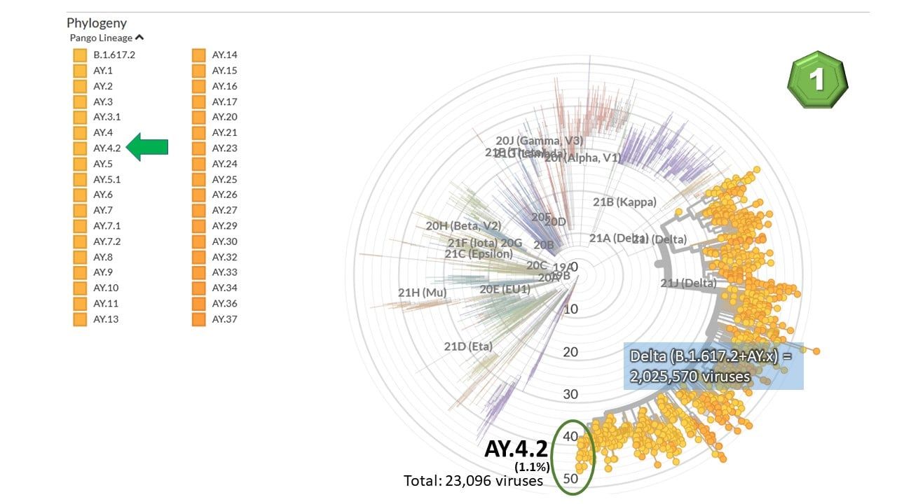 ภาพจาก : https://nextstrain.org
