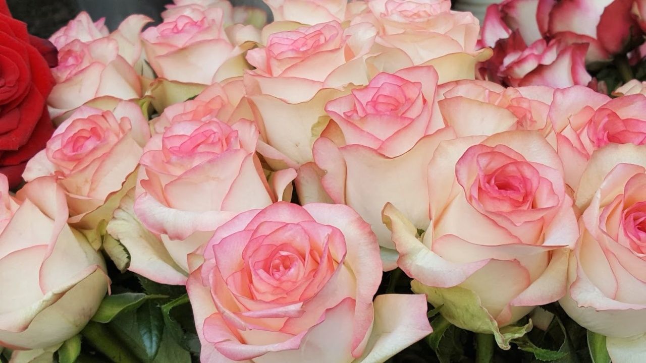 ดอกกุหลาบ