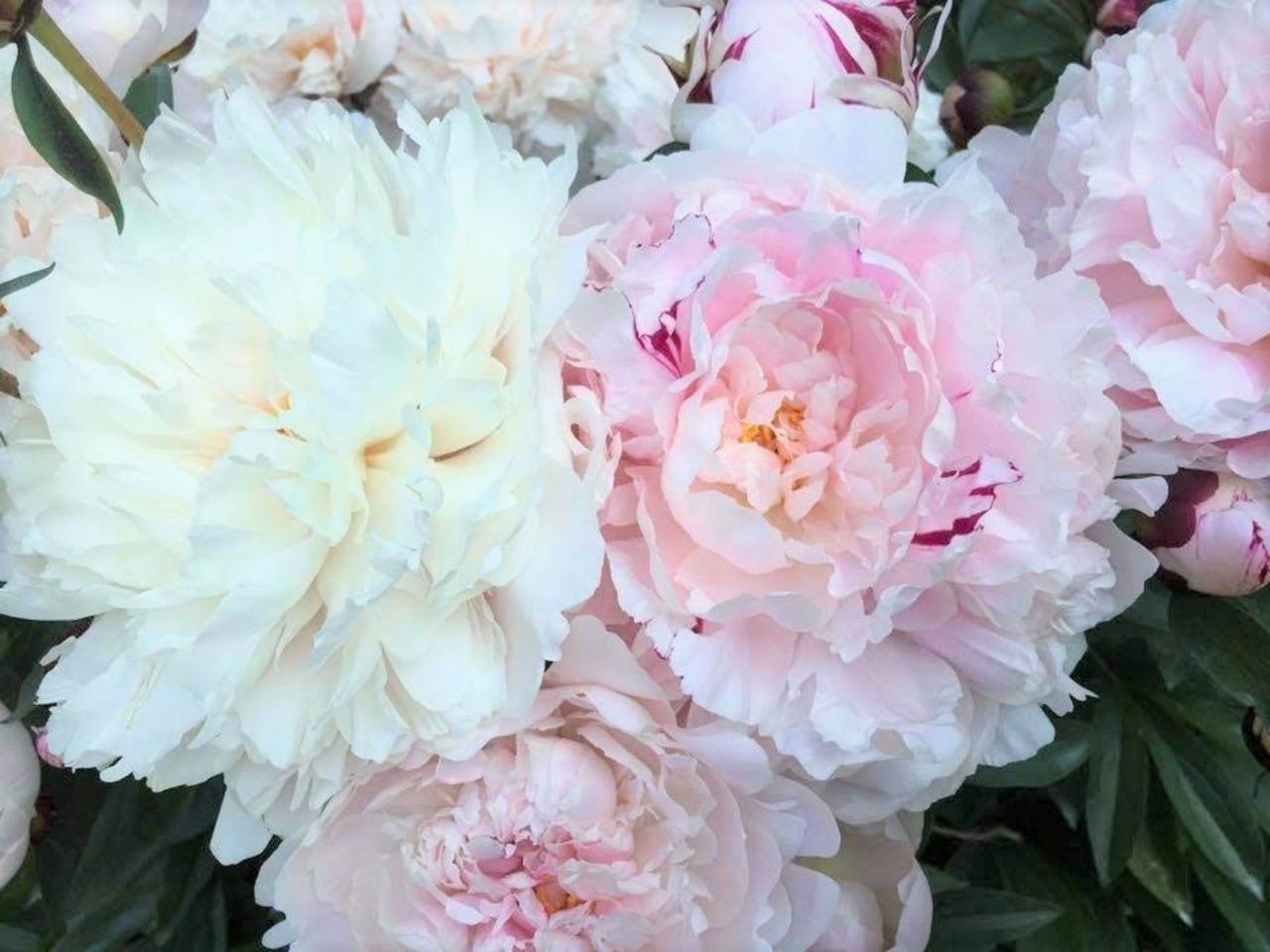 ดอกโบตั๋น