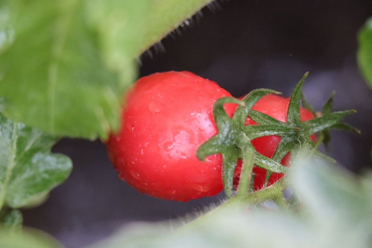 มะเขือเทศสีแดงน่ากิน