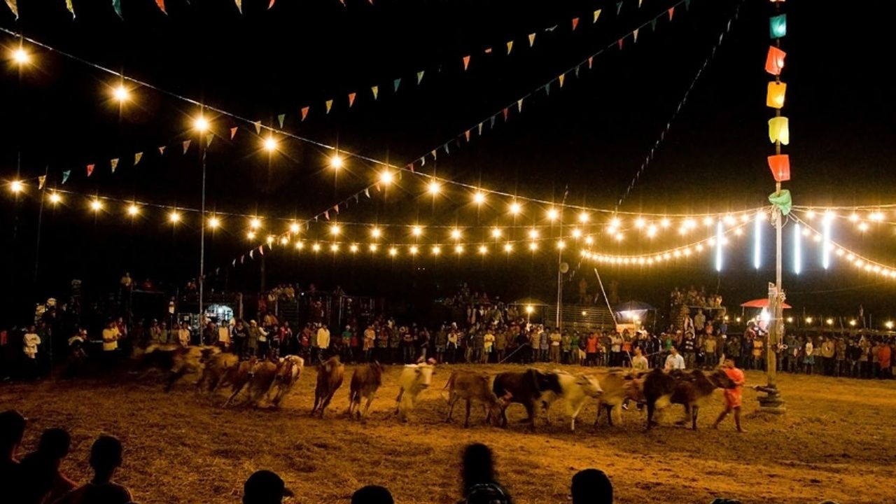 วัวลานก็คือนักวิ่งดีๆนี่เอง ต้องทั้งแข็งแรง รวดเร็ว อดทน