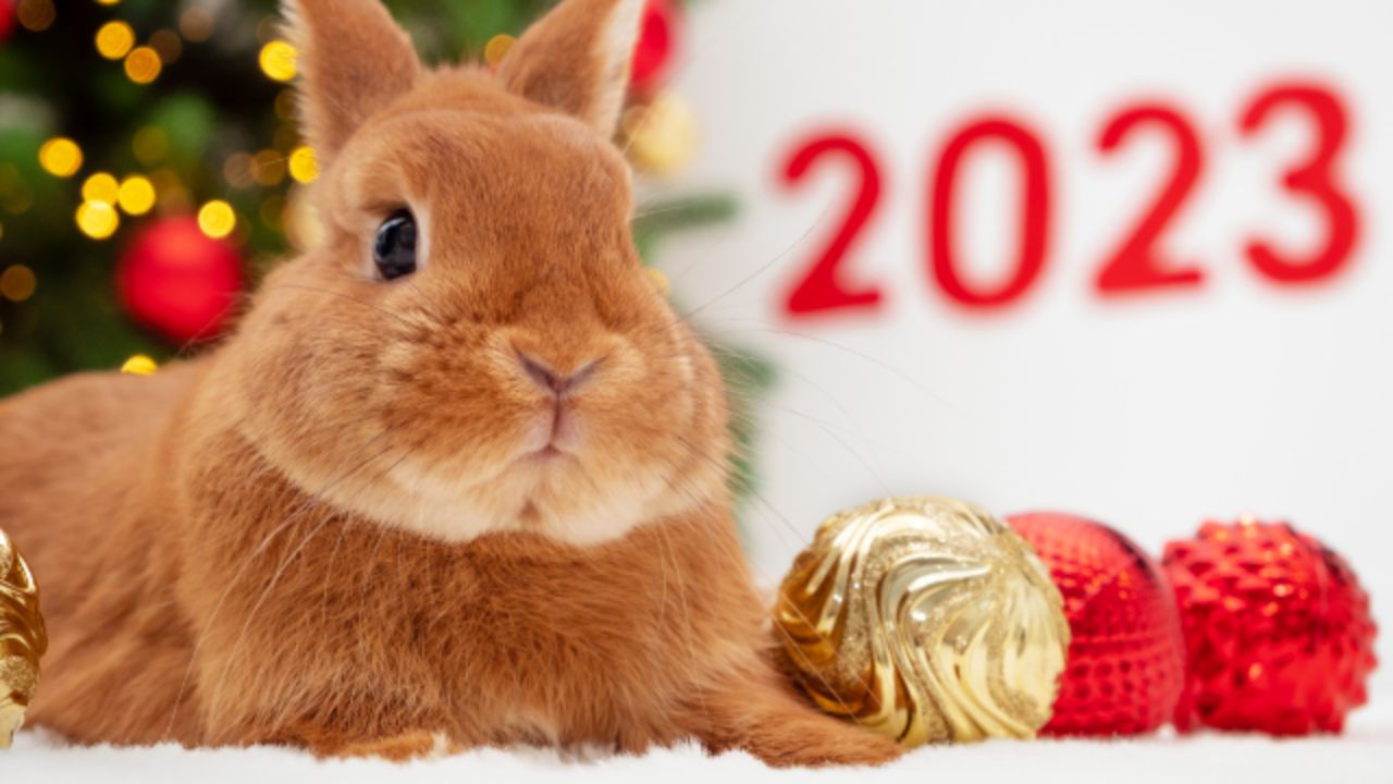 ปีเถาะ กระต่าย 2566 กำลังจะผ่านเข้ามา 