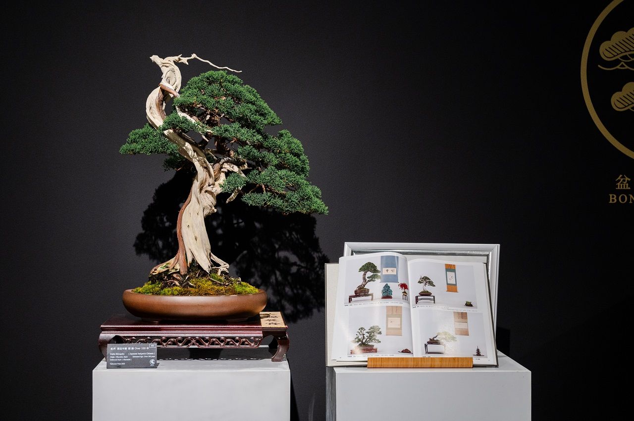 บอนไซสไตล์ Kishu Yamadori อายุ 100 ปี ที่คว้ารางวัล Taikanten Prized จากการประกวดบอนไซระดับนานาชาติจากเกียวโต 