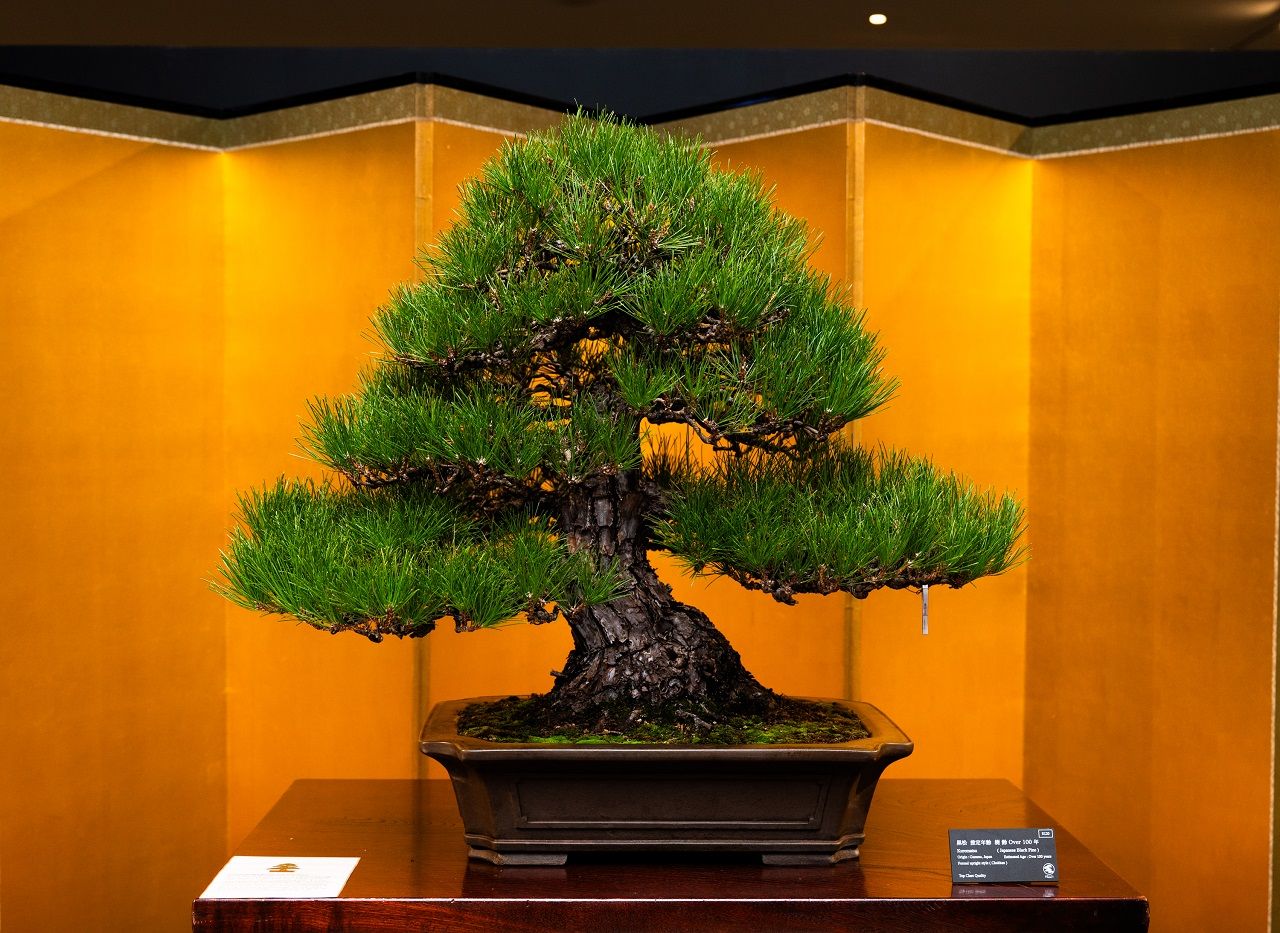 สายพันธุ๋ Japanese Black Pine อายุ 100 ปี ราคา 220,000 บาท