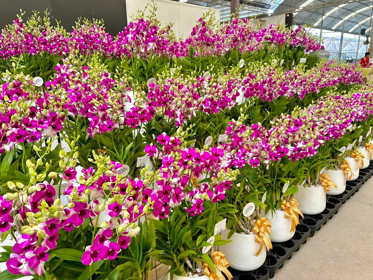 ที่มาของภาพ : เฟซบุ๊กเพจ AIRORCHID SUPERMARKET