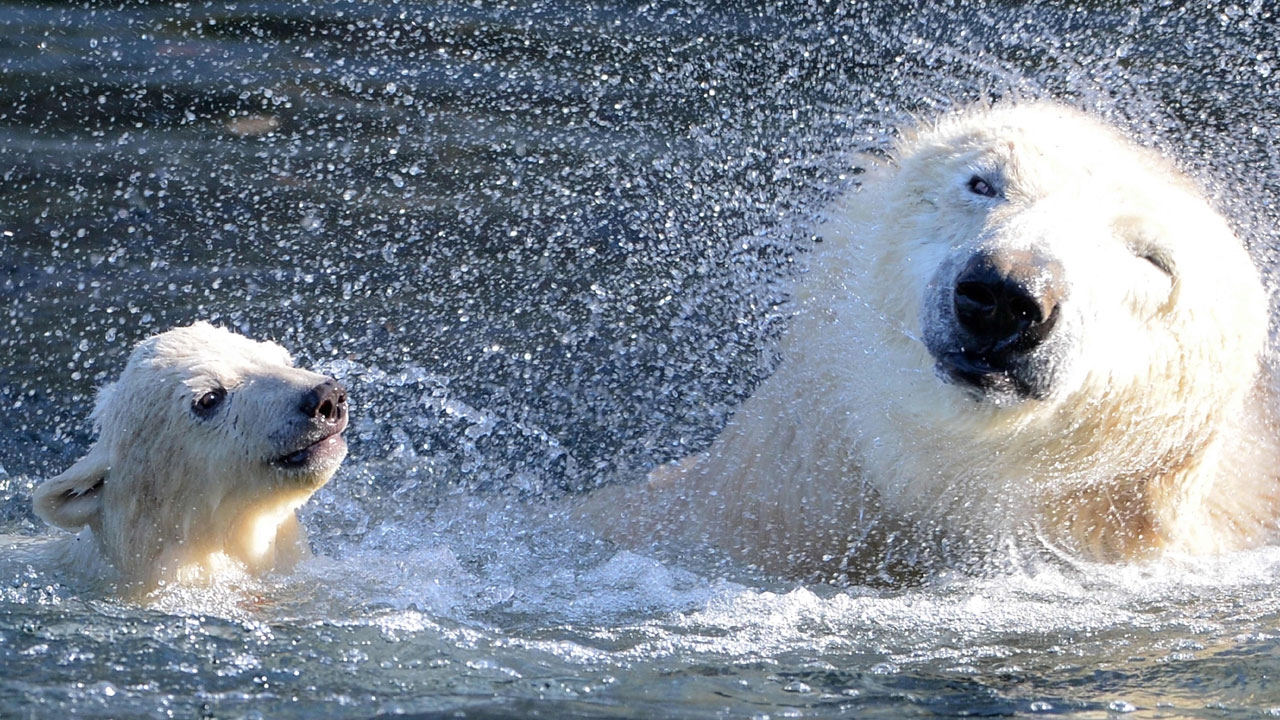 เล่นน้ำเพื่อความสดชื่น