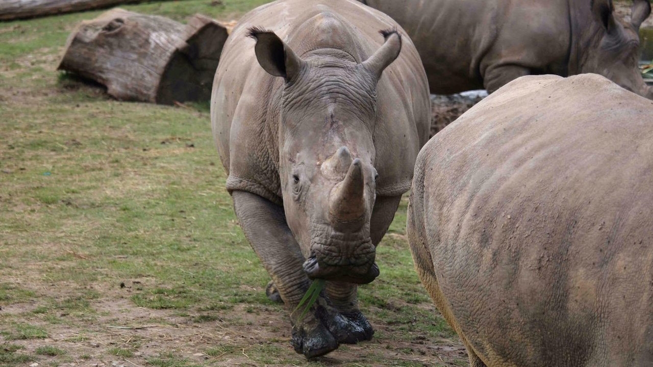 อึ้ง! คนใจบาปบุกฆ่าแรดตัดนอถึงในสวนสัตว์ฝรั่งเศส