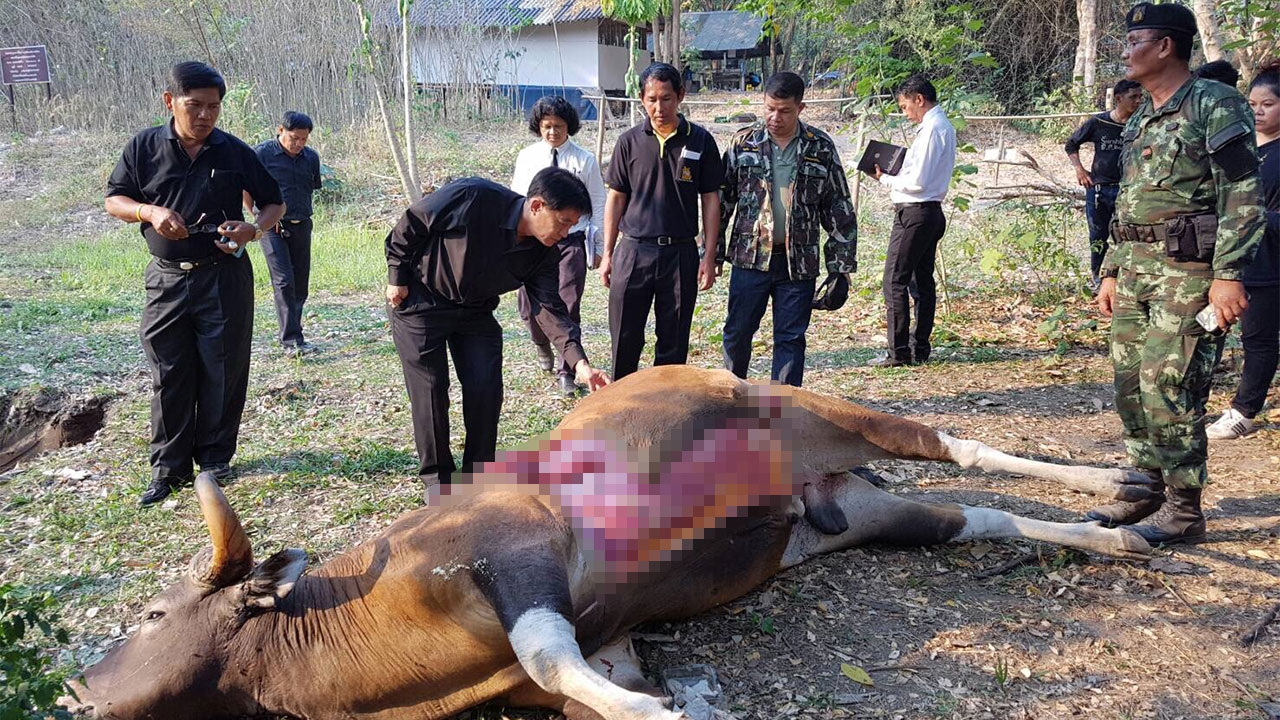 พบวัวแดงถูกยิงตาย ริมป่ากันชนห้วยขาแข้ง คาดโดนล่าส่งขายร้านอาหารป่า