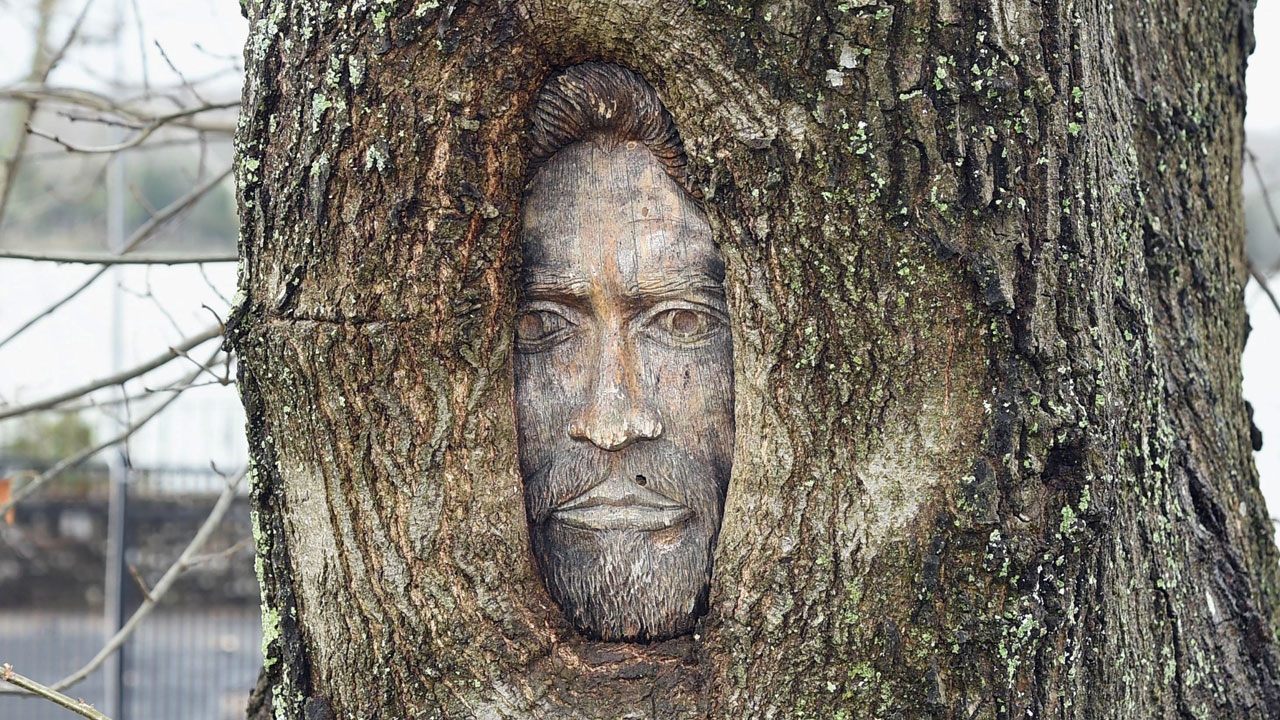 ต้นไม้ของแบร์รี่ กิ๊บ