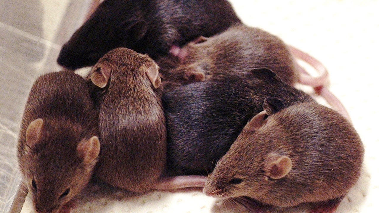 นักวิทยาศาสตร์สร้างตัวอ่อนของหนูสำเร็จจากสเตมเซลล์