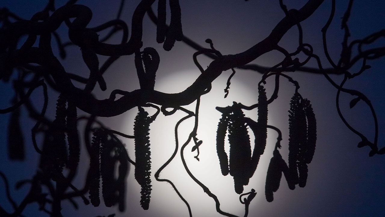 เงาหางกระรอกบนแสงจันทร์