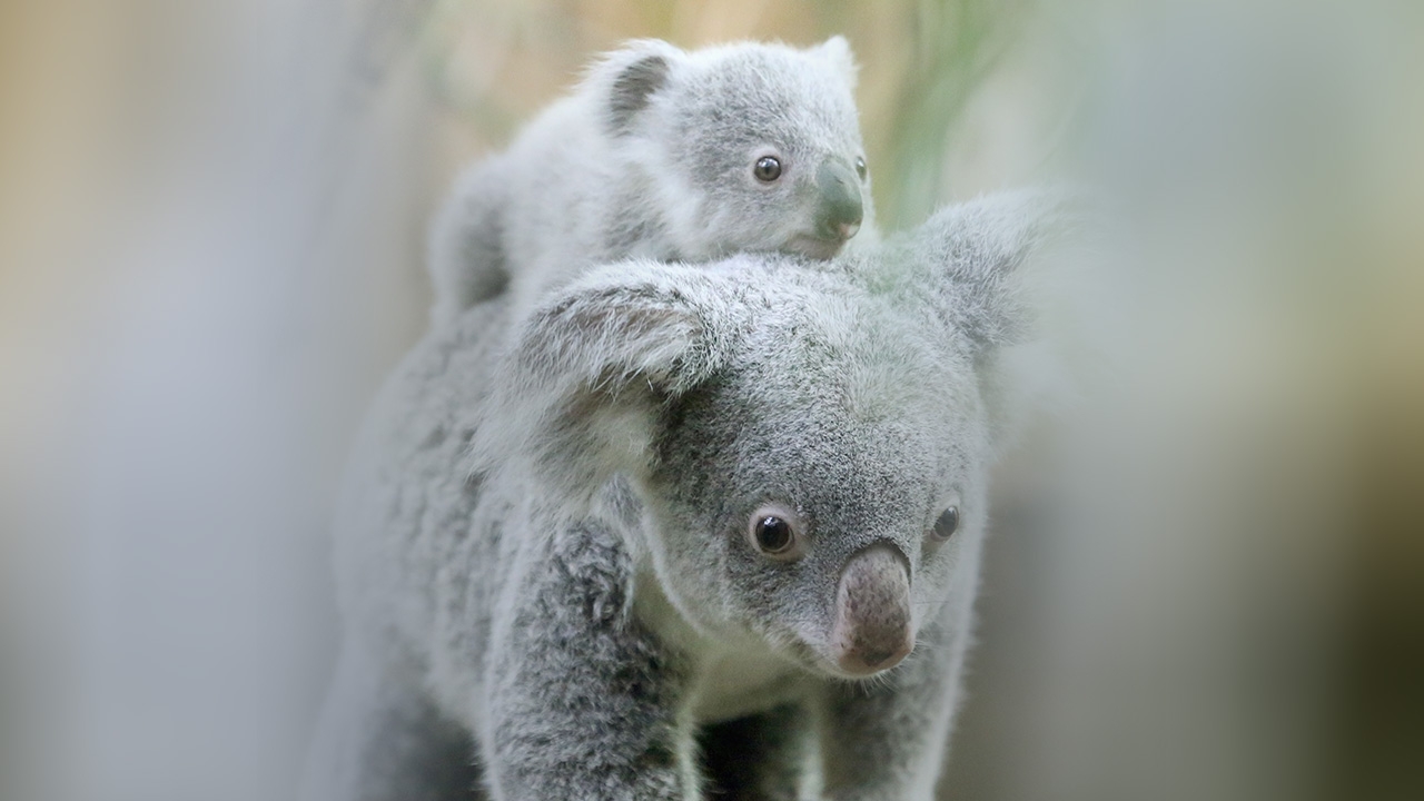 แสนสบายบนหลังแม่