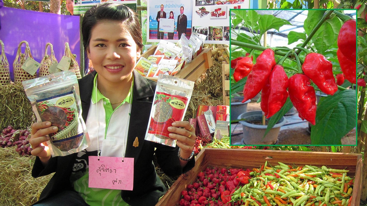 พริกโคตรเผ็ด..ยางชุมน้อย ป้อนตลาดอุตสาหกรรมยา