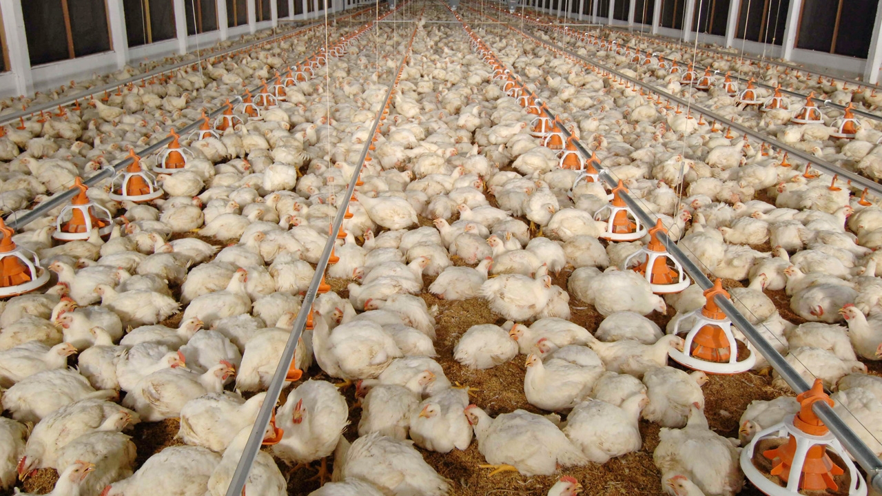 โอกาสทอง..ไก่ไทย