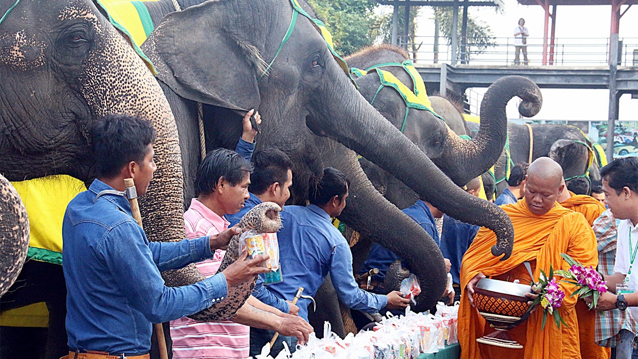 สวนนงนุช นำคชสาร 75 เชือก ตักบาตรรับพรเสริมสิริมงคล 'วันช้างไทย'