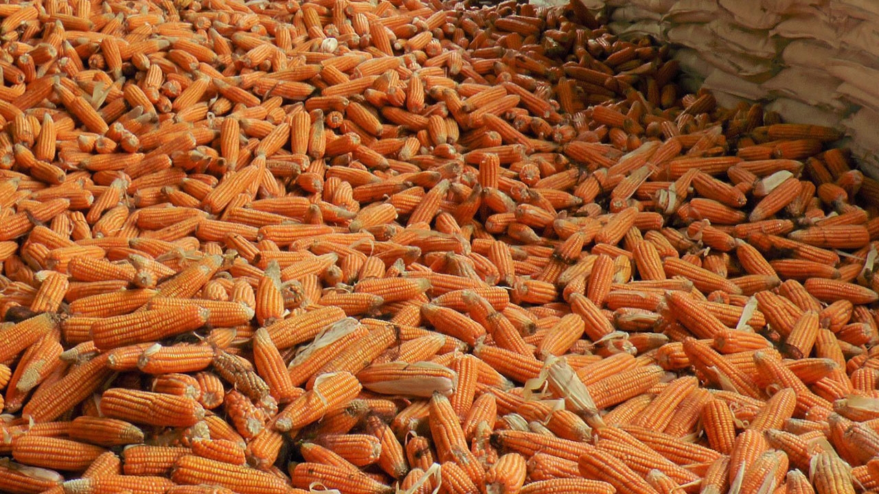 สั่ง 'อคส.' ขายข้าวโพดเน่า 8.4 หมื่นตัน จากโครงการแทรกแซงราคาปี 51-52