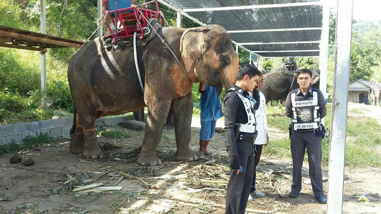 ช้าง'พังโย'หาย14ปี ตามเจอที่ภูเก็ต ขอกำลังใจคนสุรินทร์ ลุ้นนำกลับบ้าน