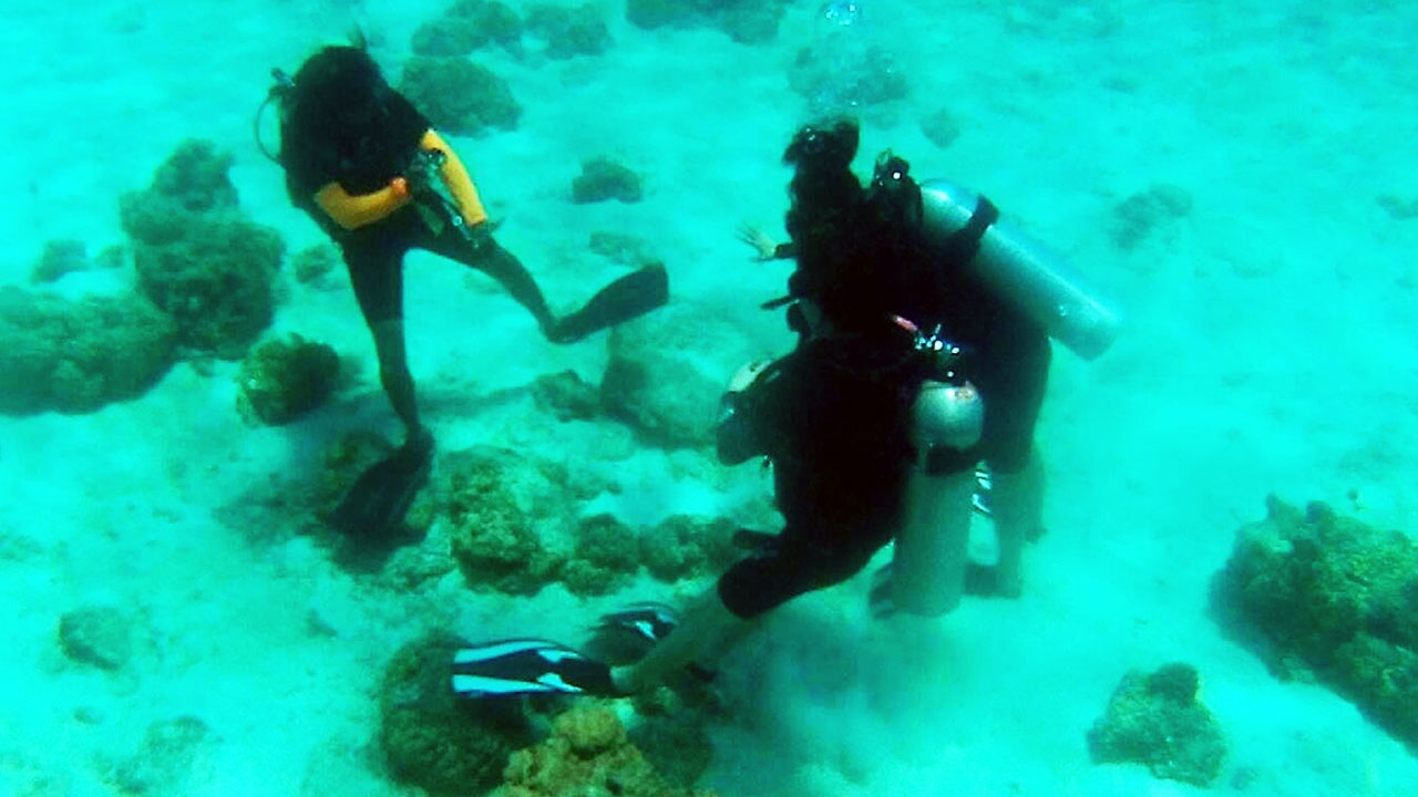 นักดำน้ำ Try Dive พา 2 นักท่องเที่ยว เหยียบปะการังเกาะราชาใหญ่
