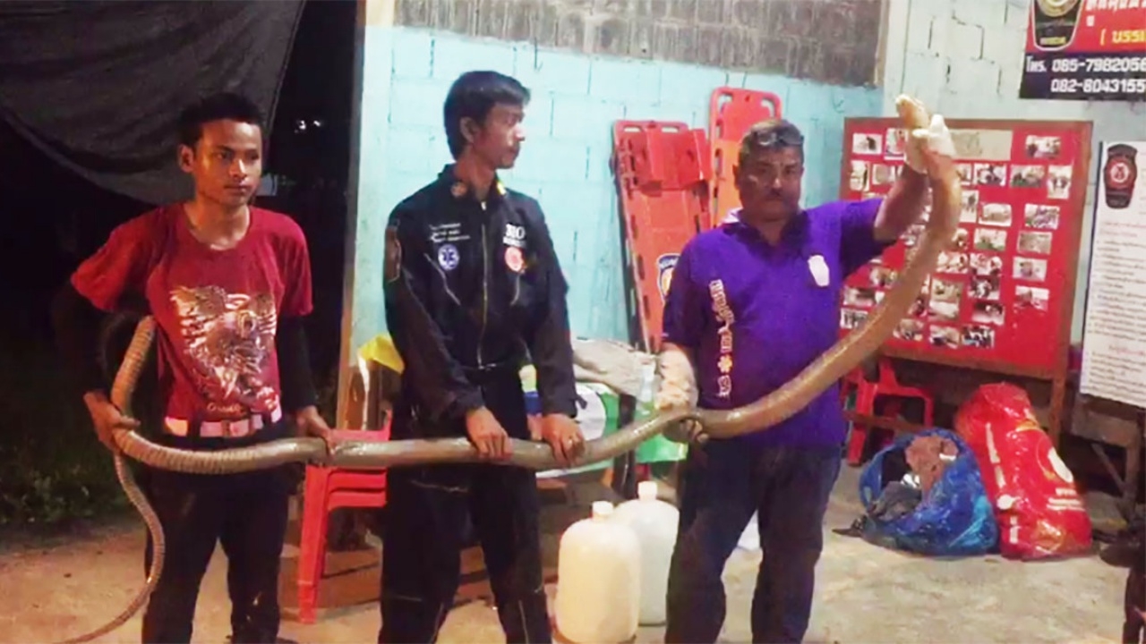 ขู่ฟ่อแผ่แม่เบี้ย! ขอขมาก่อนจับจงอางยักษ์ยาวเกือบ 6 ม. เชื่องูเจ้าที่