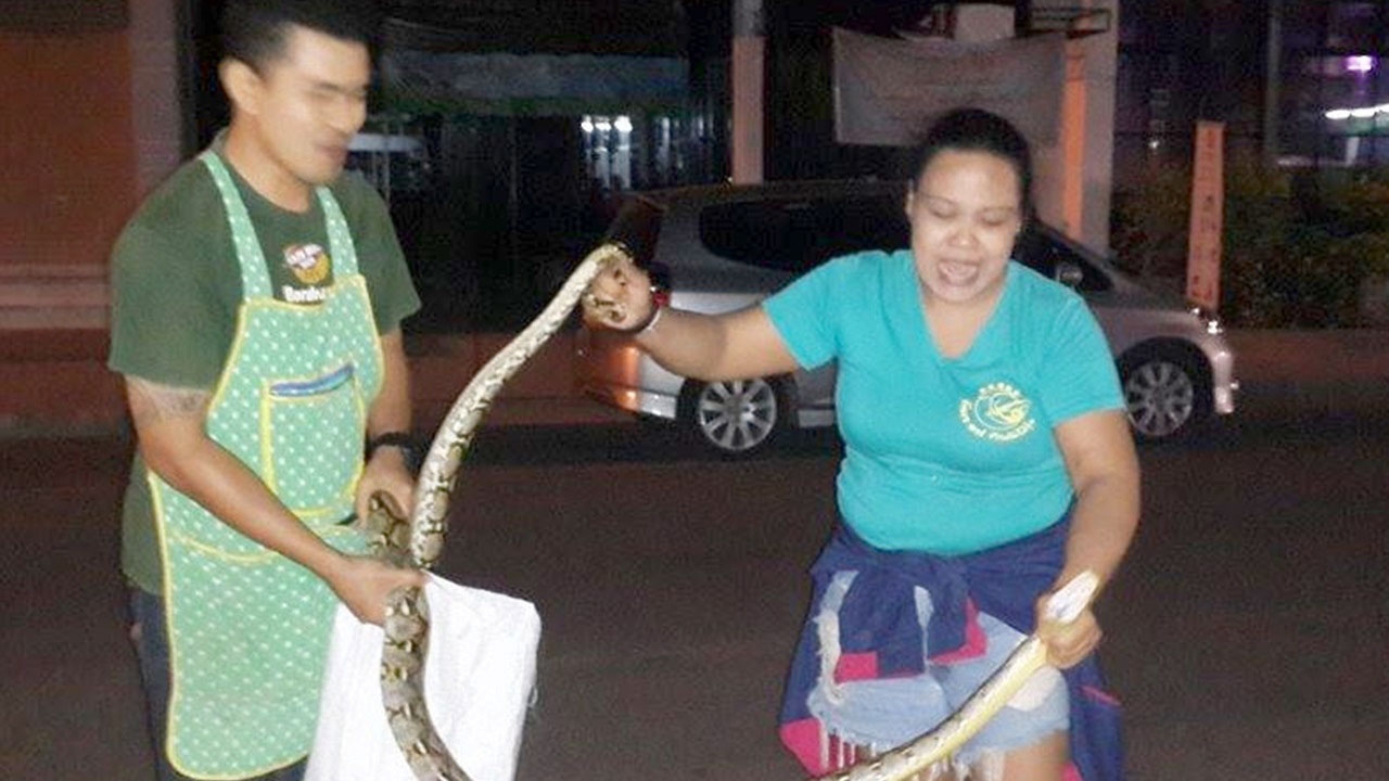 สุดสตรอง สาวเสิร์ฟร้านข้าวต้ม โชว์จับงูมือเปล่า คว้าคอไม่ง้อกู้ภัย