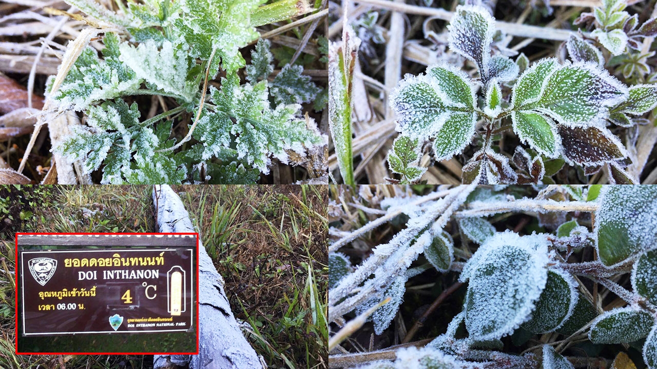 โผล่แล้ว! เหมยขาบแรกปี 60 ยอดอินทนนท์ หนาวสุดขั้ว 4 องศาฯ
