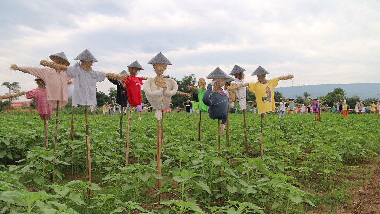 ปีใหม่แวะได้ที่วังทอง พิษณุโลก พบดอกทานตะวัน 20 ไร่บานรอนักท่องเที่ยว