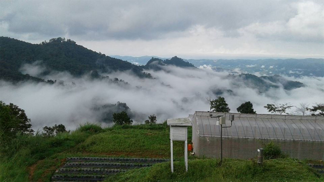 ตรุษจีนปีระกาชวนเที่ยว ดอยผาตั้ง ชมทะเลหมอก ซากุระเมืองไทยบาน