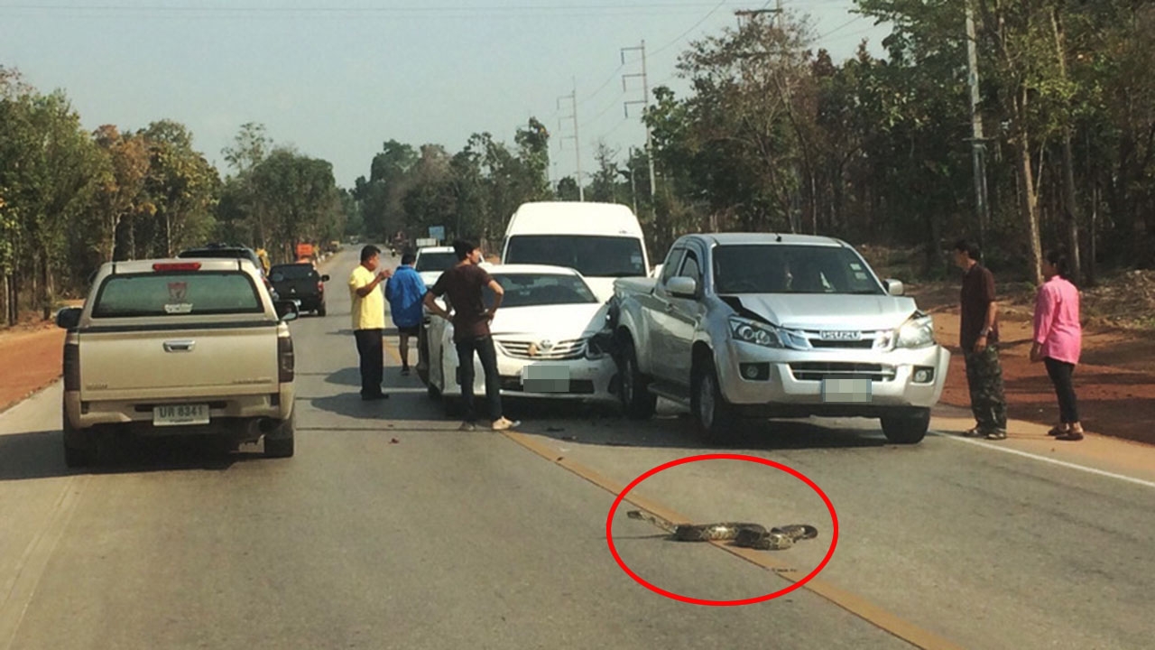 ขอทางหน่อย! รถชนสนั่น 5 คันรวด หยุดกะทันหันให้งูเหลือมเลี้อยข้ามถนน