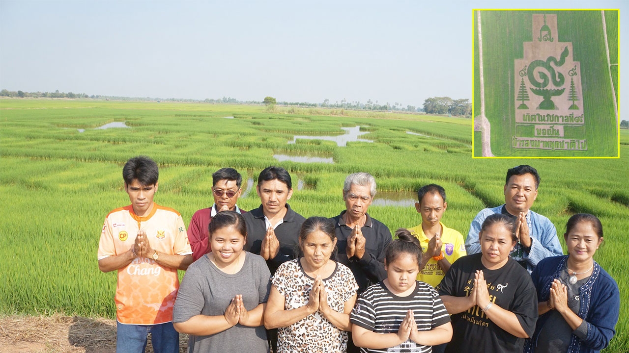 ชาวนาที่สุโขทัย ตกแต่งแปลงนาข้าวถวายในหลวงรัชกาลที่ 9