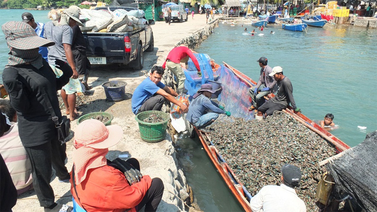 พ่อค้า-แม่ค้าไทยแห่ซื้อหอยเขมร ใส่เรือมาขายบ้านหาดเล็ก วันละกว่าหมื่นกก.