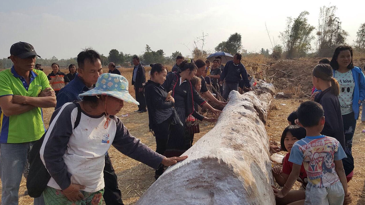 พบต้นตะเคียนทองยักษ์ อายุร่วม 300 ปีที่มุกดาหาร ชาวบ้านแห่ขอเลขเด็ด