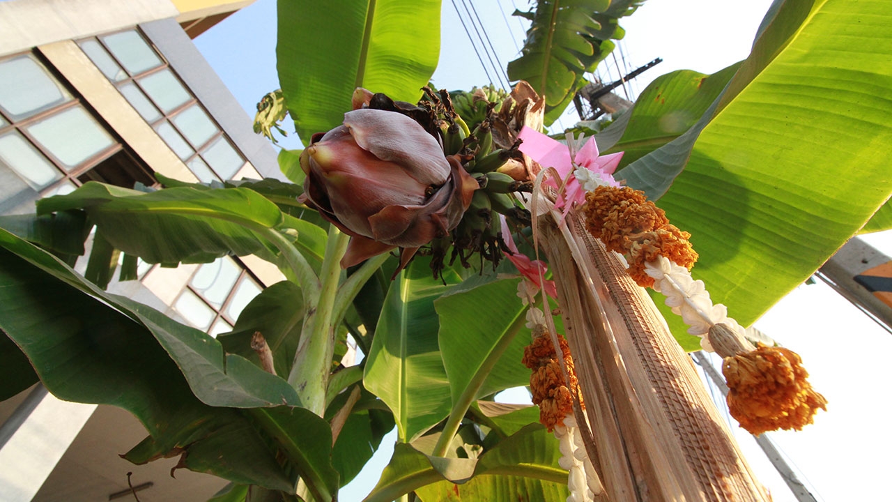 ชาวบ้านปทุมฯ แห่ขอเลข กล้วยประหลาด ยืนต้นตาย แต่มีปลี ผลแทงออกมา