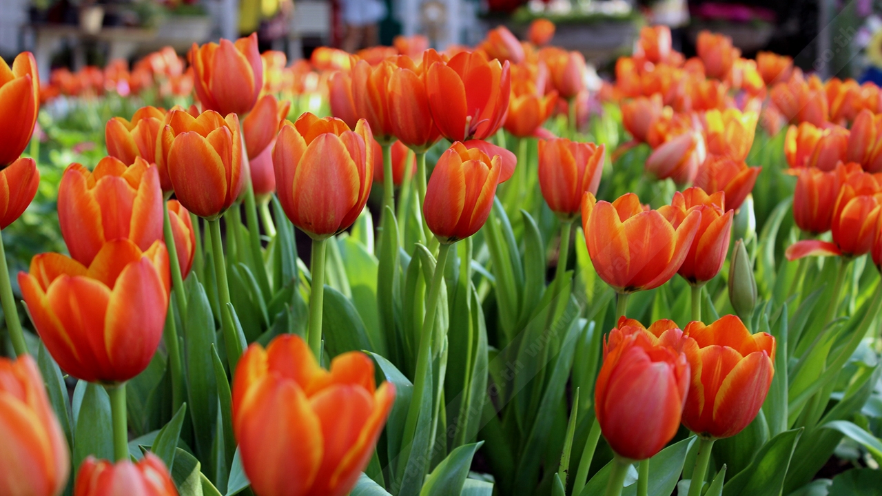 'ทิวลิป' บานแล้วที่เชียงใหม่! คนแห่เที่ยวเทศกาลชมสวน 