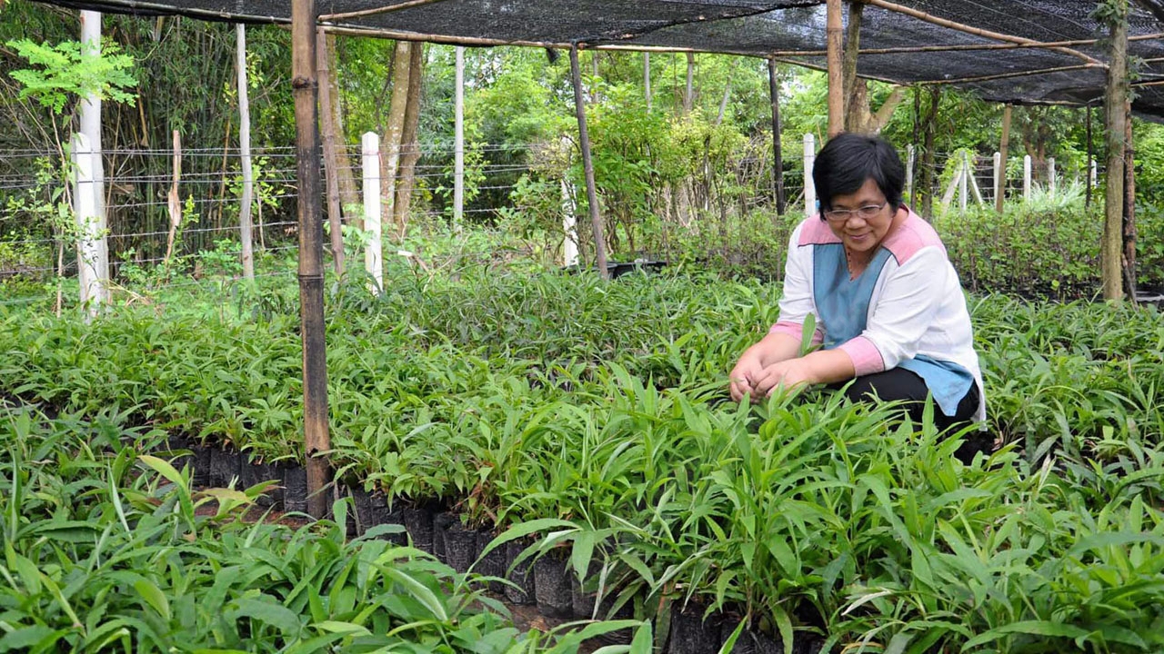 สาวแก่แม่ม่าย แห่ซื้อหญ้ารีแพร์