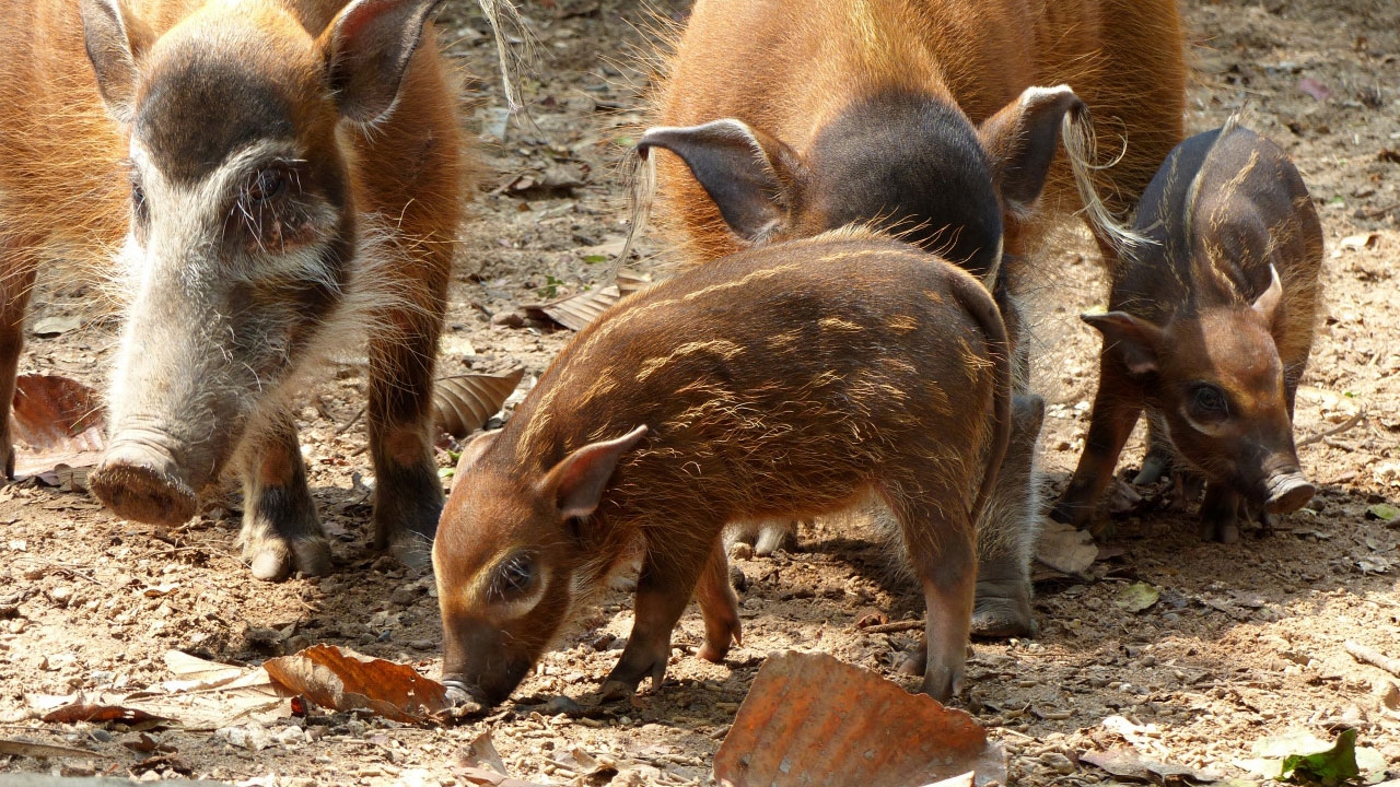 เชียงใหม่ไนท์ฯ เปิดตัวสมาชิกใหม่ ทายาท 'พุมบา' หมูป่าแม่น้ำแดง