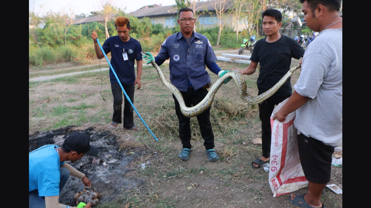 สุดตะลึง! พบแม่งูเหลือมในกองไฟ นอนขดปกป้องไข่ 16 ฟอง